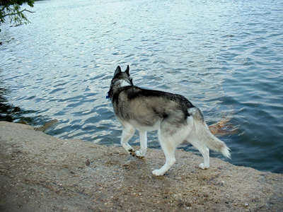 Dog Park Aug 31 2007 05.JPG